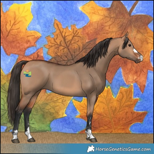Horse Color:Bay Dun 
