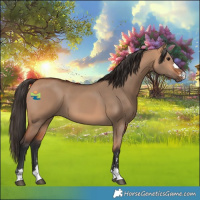 Horse Color:Bay Dun 