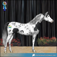 Horse Color:Black Splash Tobiano 