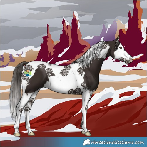Horse Color:Liver Chestnut Splash Tobiano 