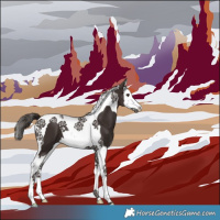Horse Color:Liver Chestnut Splash Tobiano 
