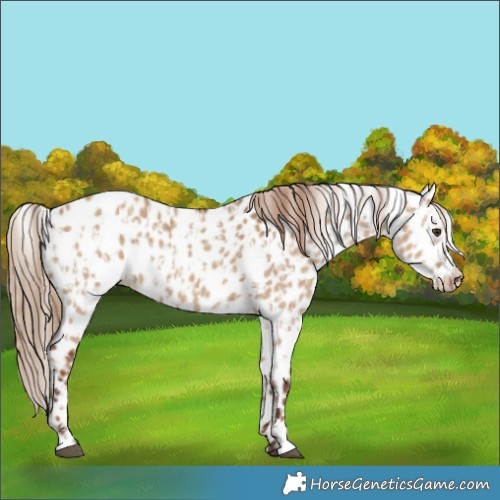 Horse Color:Red Dun Leopard  and Gray Red Dun Leopard 