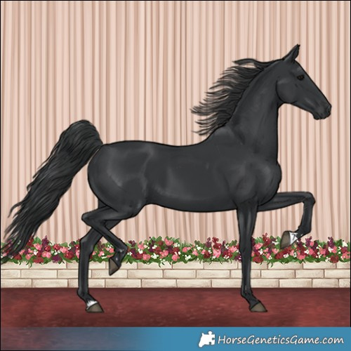 Horse Color:Black 