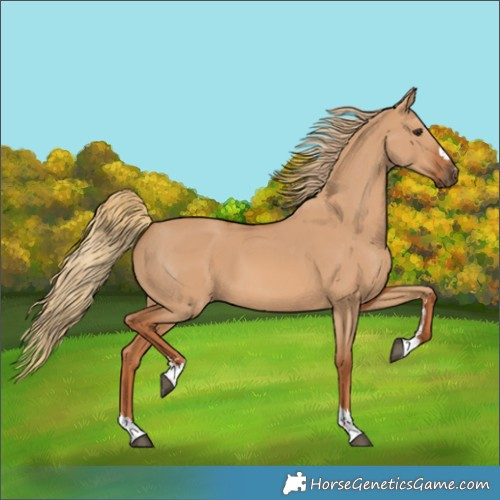 Horse Color:Red Dun 