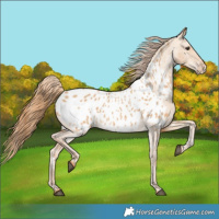Horse Color:Red Dun Appaloosa 
