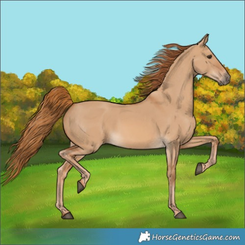 Horse Color:Red Dun 