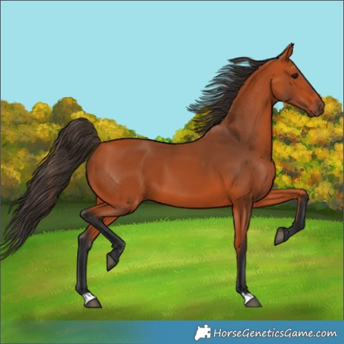 Horse Color:Bay 
