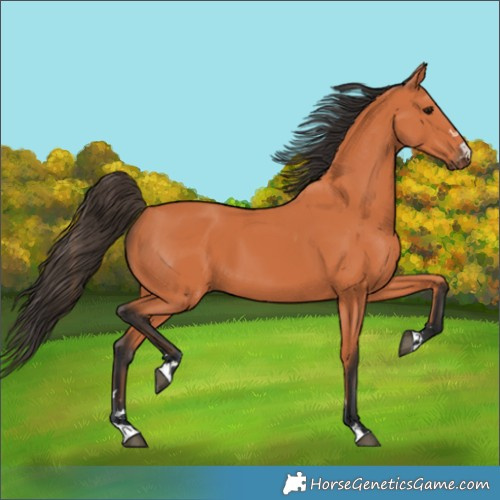 Horse Color:Bay 
