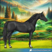 Horse Color:Black 