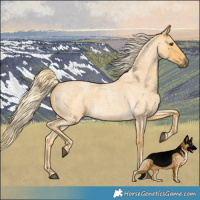 Horse Color:Palomino Roan 