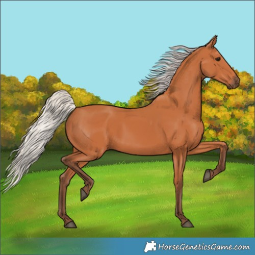 Horse Color:Silver Bay 