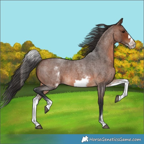 Horse Color:White Spotted Brown Roan Frame