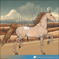 Horse Color:Red Dun Appaloosa  and Red Dun Appaloosa 