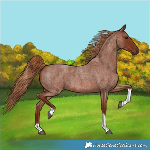 Horse Color:Red Roan Tobiano 