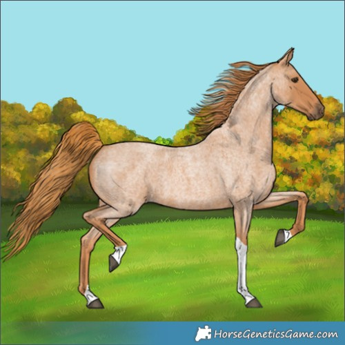Horse Color:Red Roan Tobiano 