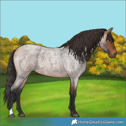Horse Color:Bay Roan 