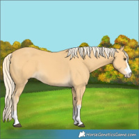 Horse Color:Palomino