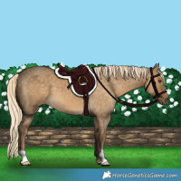 Horse Color:Chocolate Palomino Dun