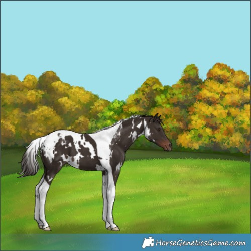 Horse Color:White Spotted Liver Chestnut Tobiano 