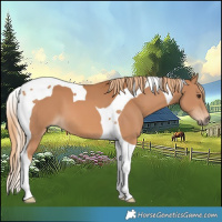 Horse Color:Chestnut Tobiano 