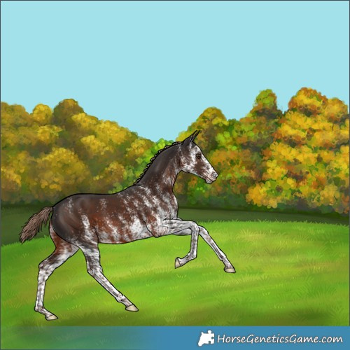 Horse Color:White Spotted Liver Chestnut 