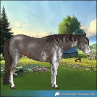Horse Color:White Spotted Liver Chestnut 