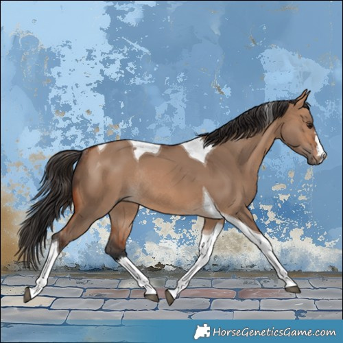 Horse Color:Bay Dun Tobiano Rabicano 
