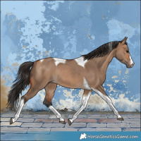 Horse Color:Bay Dun Tobiano Rabicano