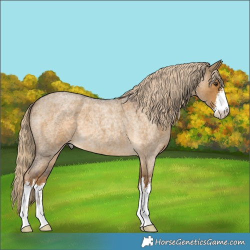 Horse Color:White Spotted Chocolate Palomino Roan Dun 