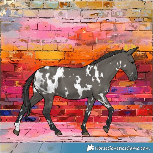 Horse Color:White Spotted Grullo Appaloosa 