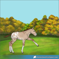Horse Color:White Spotted Red Dun Appaloosa 