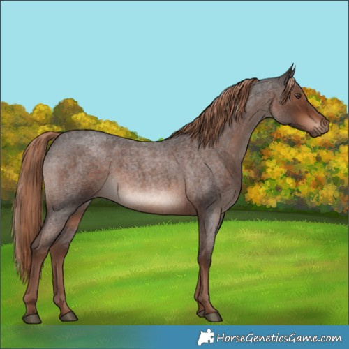 Horse Color:White Spotted Liver Red Roan Rabicano 
