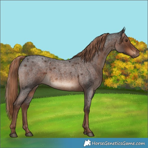 Horse Color:White Spotted Liver Red Roan Rabicano 