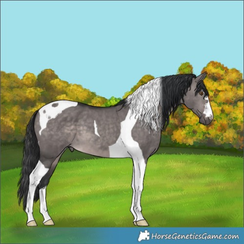 Horse Color:Platinum Brown Dun Tobiano 
