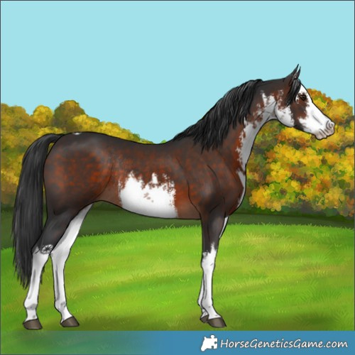 Horse Color:White Spotted Brown Rabicano
