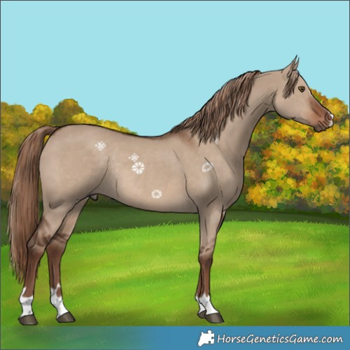 Horse Color:Liver Red Dun Rabicano 