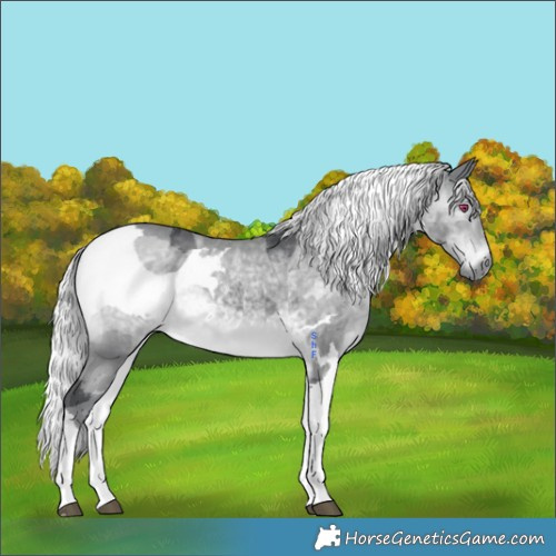 Horse Color:Silver Brown Chinchilla Merle