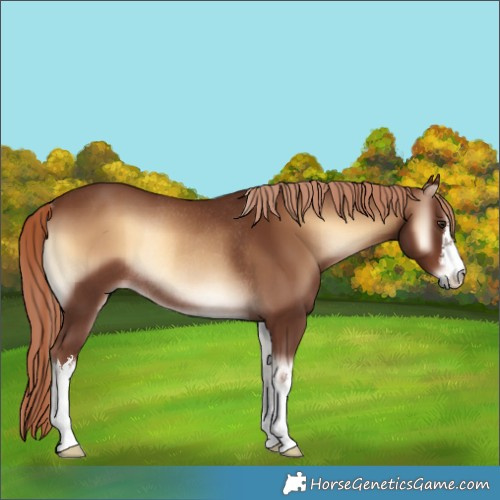 Horse Color:White Spotted Red Onyx Rabicano 