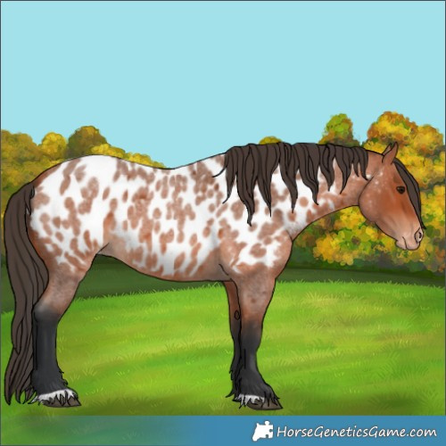 Horse Color:Bay Roan Near Leopard 