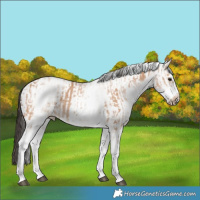 Horse Color:White Spotted Bay Dun Rabicano and White Spotted Bay Dun Frame Rabicano