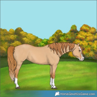 Horse Color:Red Dun Splash 