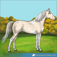 Horse Color:Silver Buckskin Dun Tobiano
