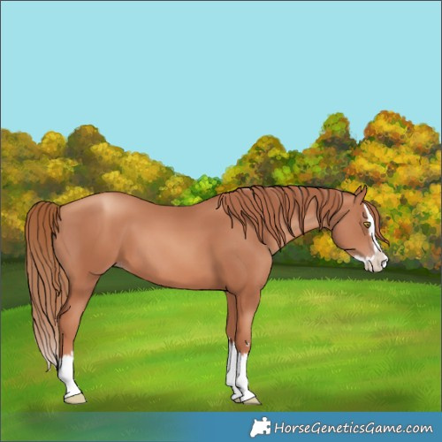 Horse Color:Gold Champagne Splash 
