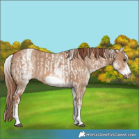 Horse Color:White Spotted Red Dun Rabicano and White Spotted Red Dun Frame Rabicano
