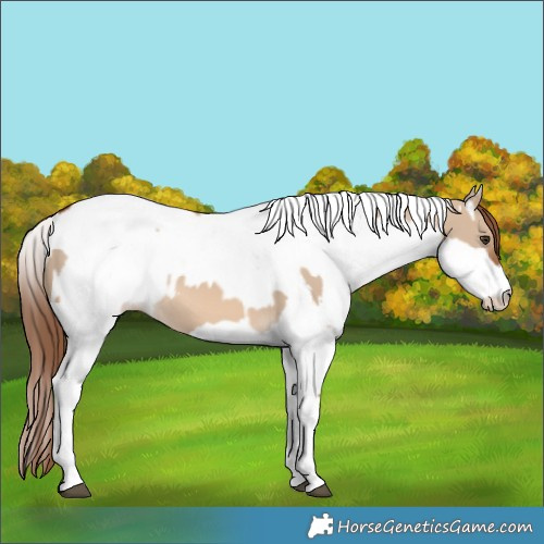 Horse Color:White Spotted Red Dun Rabicano and White Spotted Red Dun Rabicano