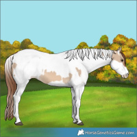 Horse Color:White Spotted Red Dun Rabicano  and White Spotted Red Dun Rabicano 