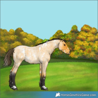 Horse Color:White Spotted Buckskin Roan