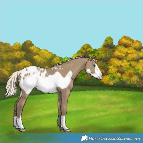 Horse Color:Silver Smoky Grullo Frame Blanket