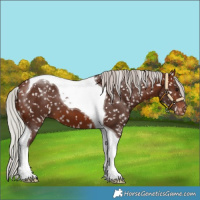Horse Color:Silver Brown Tobiano Snowflake Varnish