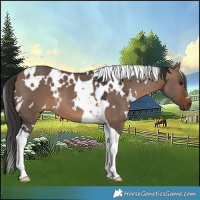 Horse Color:White Spotted Brown Dun Tobiano 